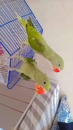 4 months age pair gani Pahari tota