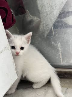 Cat for sale