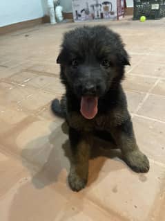 German shepherd vaccinated healthy female for sale
