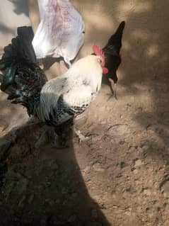 Desi murgian  or murgy breed k leya . .
