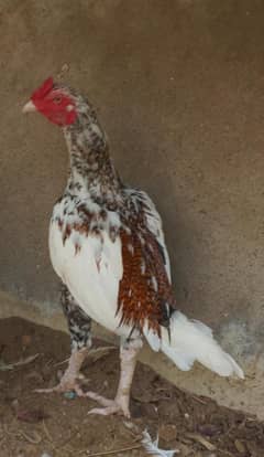 aseel