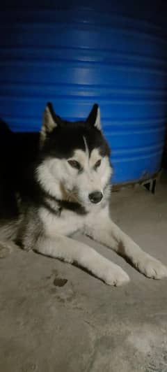 Siberian
