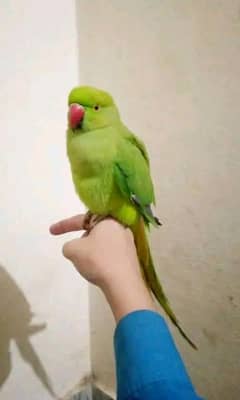 handtame parrot