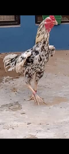 Aseel cheena pair | 16 months | homebreed