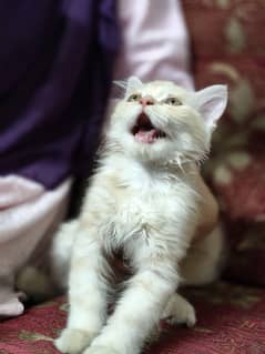 persian kitten for sale