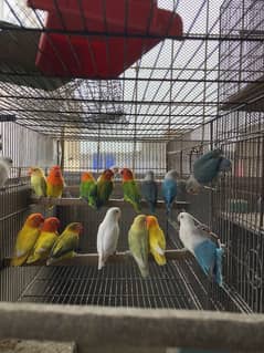 Lovebirds