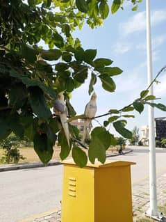 pair of parrot  with cage