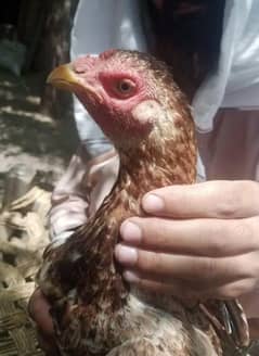 2 Aseel hen for sale