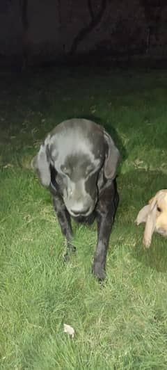 Labrador