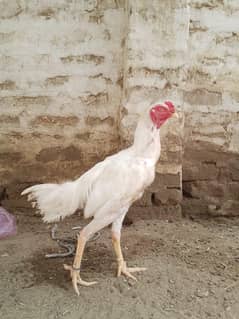 aseel murgha for sale