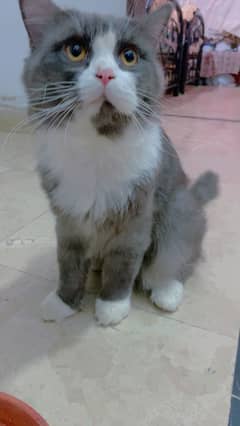 Cat for sale