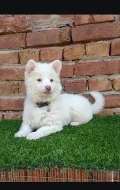 Russian puppy dog for sale