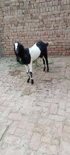ma Sha Allah Desi path