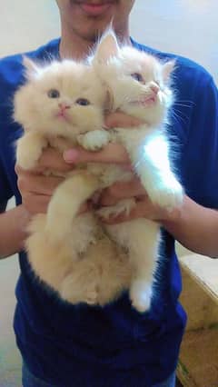 blue eyes white Persian kitten|Triple koted 03234414509 WhatsApp