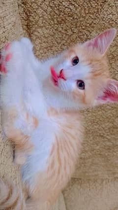 kittens for adoption