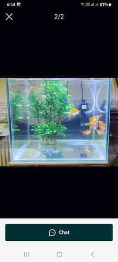 gold fish