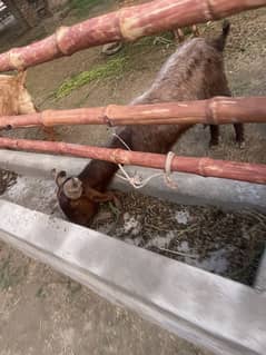 DDP goat, daira deen panah goat