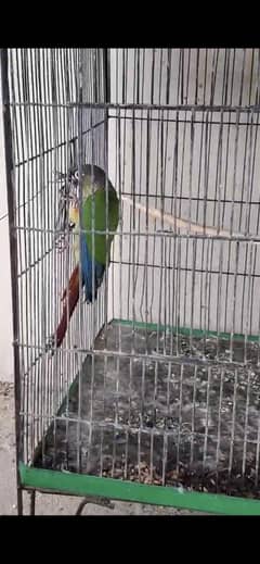 pineapple conure