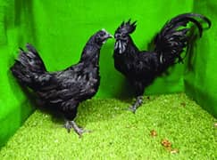 ayam cemanii of different age available