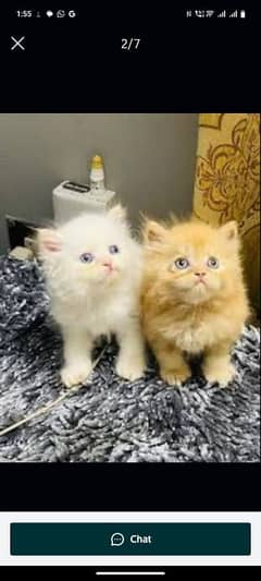 blue eyes white Persian kitten|Triple koted 03234414509 WhatsApp