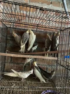 coctail for sale