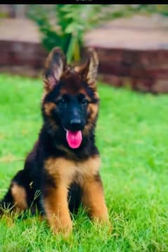 German shepherd