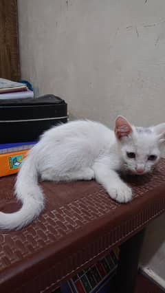 blue eye cat