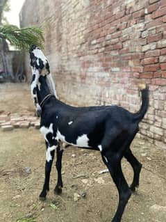 Pure Betal Bakri