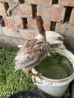 Aseel chicks pure and impure of 5 chicks