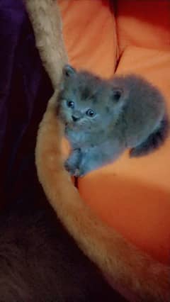 cute baby kittens