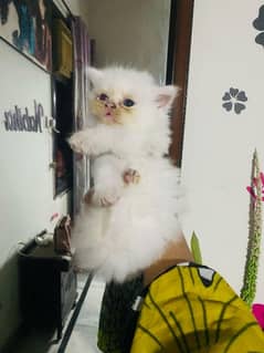 blue eyes white Persian kitten|Triple koted 03234414509 WhatsApp