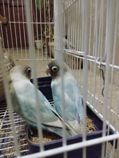 Lovebird pair with cage