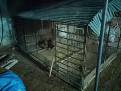 Hen