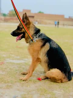 German Shepherd female available
