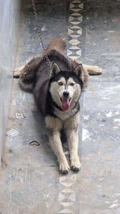 Siberian husky for sale