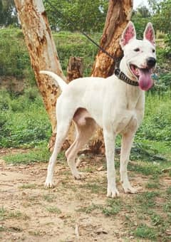 Kohati gultair male age 12 month for sale