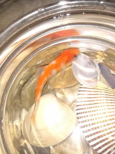 Shipping king fishes for sale whole sale rate