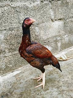 Lassani breed pathi
