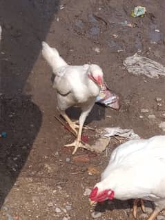 Asaseel hera female 18 months age