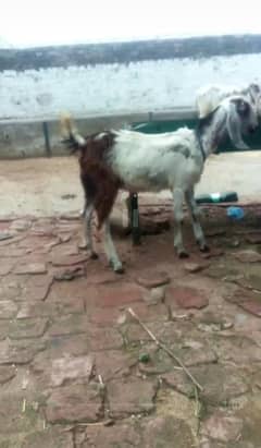 phath