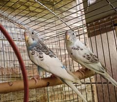Budgie Parrots Australian Breader Pair Available For Sale