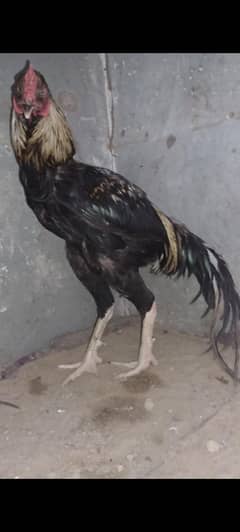 Aseel murga