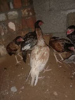 Aseel hens argent for sale