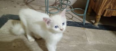persian cats for sale