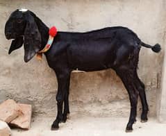 Amratsari Beetal  Female