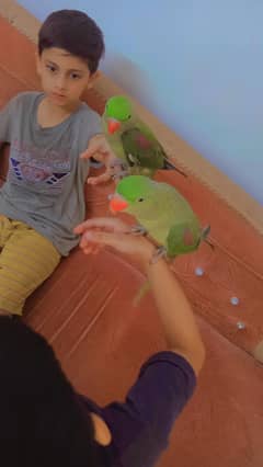 row kashmiri parrot adult pair hand tam