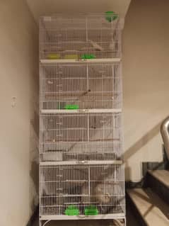 birds