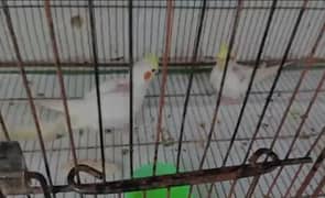 Cocktail Cockatiel breeder pair with 3 chicks 03131189018