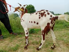 ٹیڈی بکری بچوں والی