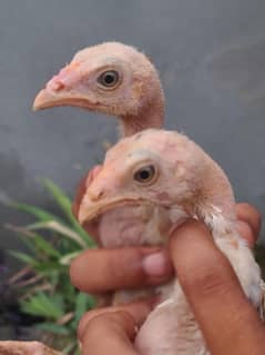 homebreed peela zehrela chozy kari bazz nasal
